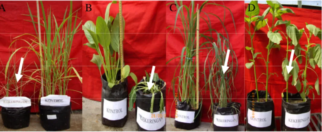 Gambar 5 Morfologi tumbuhan percobaan pada hari 12 HSK. (A) padi gogo, (B) caisim, (C) Echinochloa, dan (D) bayam 