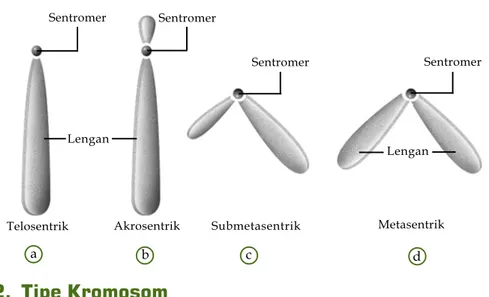 Tabel 3.1 Jumlah Kromosom Tubuh pada Beberapa Organisme