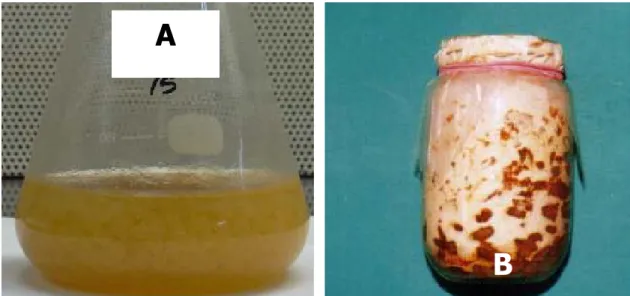 Gambar 2. Produksi miselium jamur G. Tropicum dalam medium  cair (A) dan medium padat (B) 