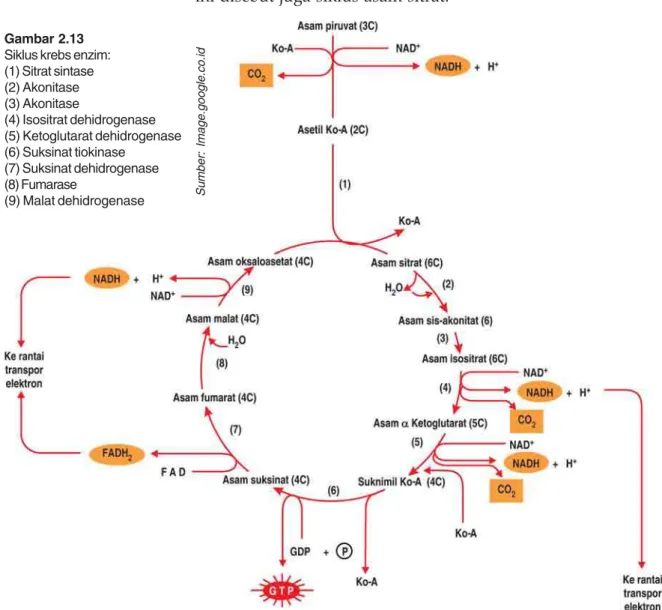 Gambar 2.13 Siklus krebs enzim: