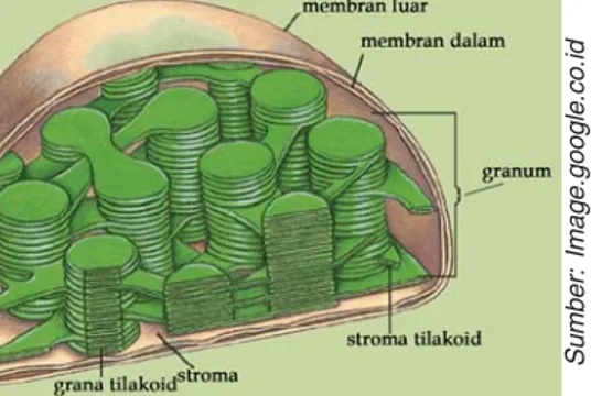 Gambar 2.15 Kloroplas