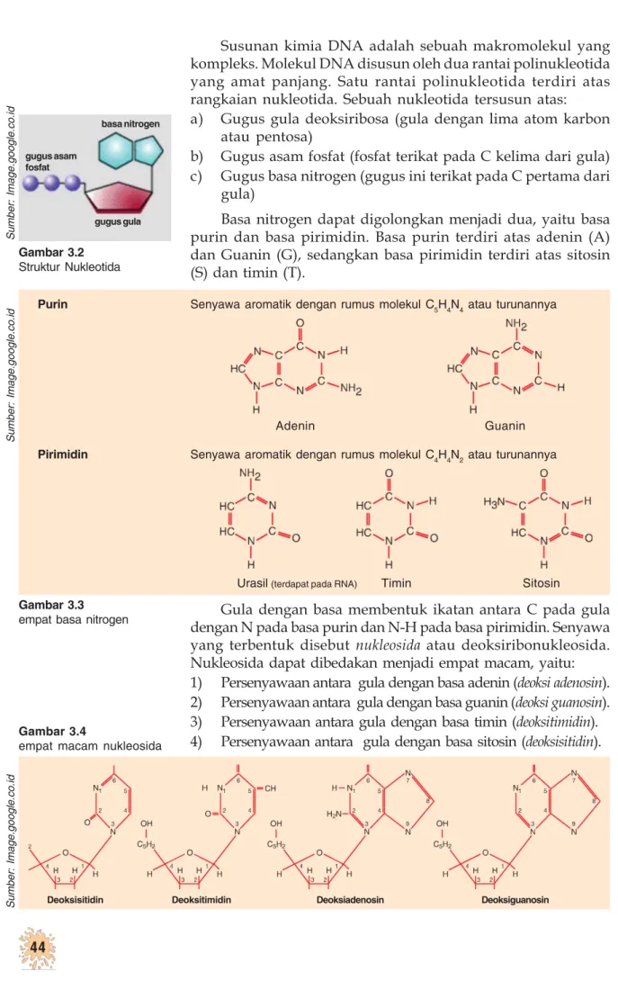 Gambar 3.2 Struktur Nukleotida