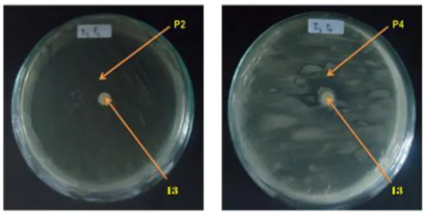 Gambar  2.  Uji  Sinergisme  Bakteri  Pelarut  Fosfat  dan  Bakteri  Penghasil  IAA  ( a)  bakteri  I3  dan  P2 ; (b) bakteri I3 dan P4 