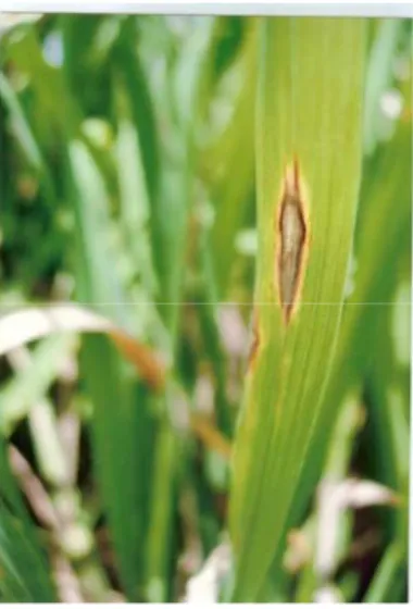 Gambar 9. Gejala serangan blas ( Pyricularia grisea ) pada daun padi gogo 