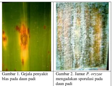 Gambar 1. Gejala penyakit   blas pada daun padi 