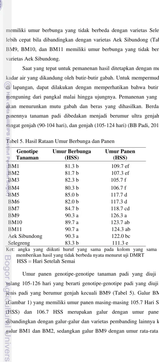 Tabel 5. Hasil Rataan Umur Berbunga dan Panen  Genotipe  Tanaman  Umur Berbunga (HSS)  Umur Panen  (HSS)  BM1  81.3 b  109.7 ef  BM2  81.7 b  107.3 ef  BM3  82.3 b            105.7 f  BM4  80.3 b            106.7 f  BM5  85.0 b            117.7 d  BM6  82.