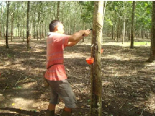 Gambar 4. Penyadapan pada panel BO-1 dan BO-2 tanaman karet  Figure 4. Tapping on BO-1 and BO-2 panels of rubber tree