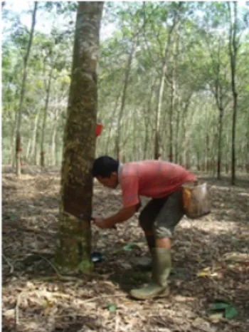 Gambar 5. Penyadapan pada panel BO-1 bawah tanaman karet  Figure 5. Tapping on lower BO-1 panel of rubber tree