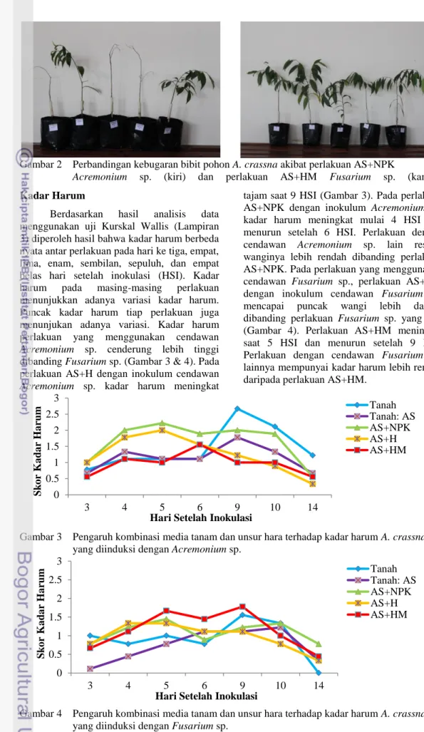 Gambar 2  Perbandingan kebugaran bibit pohon A. crassna akibat perlakuan AS+NPK 