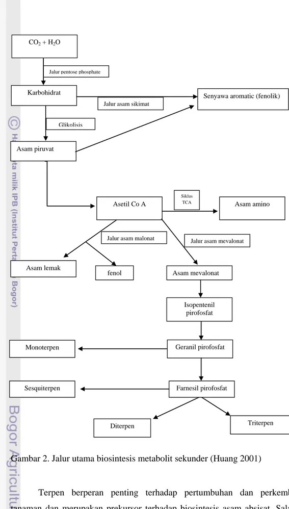 Gambar 2. Jalur utama biosintesis metabolit sekunder (Huang 2001)    