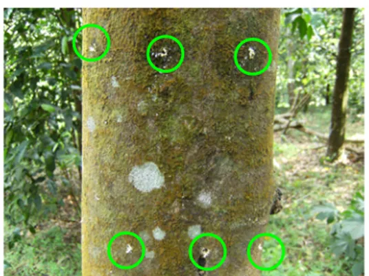 Gambar  1  Lubang  induksi  pada  batang  pohon  A. 
