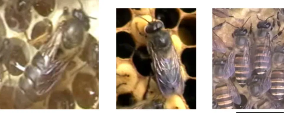 Gambar 2 Kasta pada koloni lebah A. cerana: (a) lebah ratu, (b) lebah jantan, dan (c) lebah pekerja.