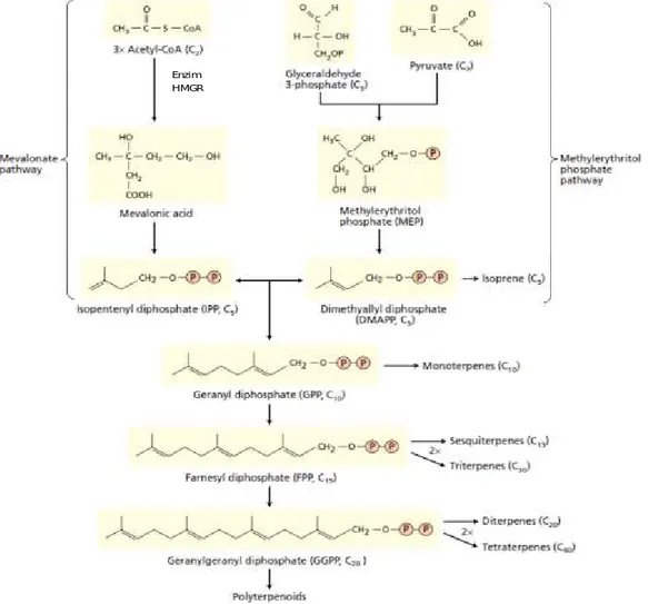 Gambar 1. Jalur biosintesis terpenoid  (Taiz &amp;Zeiger, 2010) Figure 1. Terpenoid biosynthesis pathway (Taiz &amp;Zeiger, 2010)