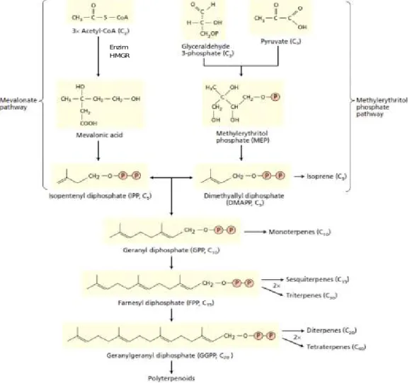 Gambar 1. Jalur biosintesis terpenoid  (Taiz &amp;Zeiger, 2010) Figure 1. Terpenoid biosynthesis pathway (Taiz &amp;Zeiger, 2010)