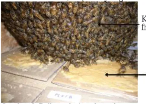 Gambar 3. Pollen substitute bentuk pasta yang diberikan di bawah koloni A. cerana tanpa  frame
