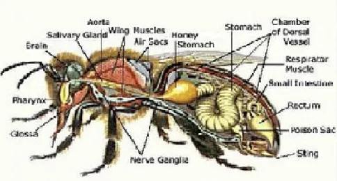 Gambar 1. Anatomi Lebah Madu