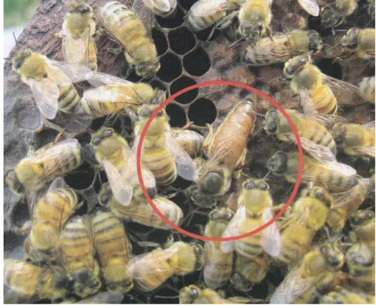 Gambar 4. Lebah Ratu (Sumber: Suputa, 2007). 