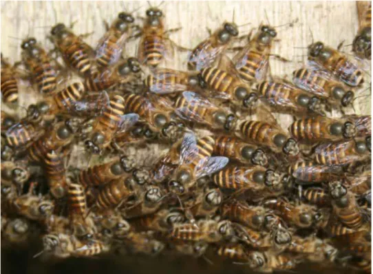 Gambar 6. Lebah Pekerja (sumber: foto observasi). 