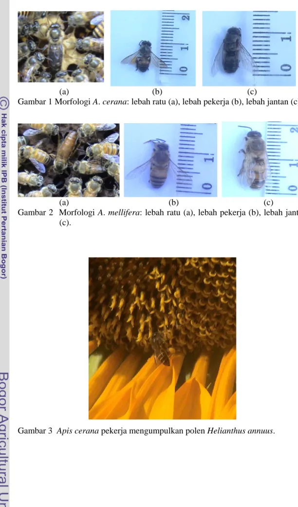 Gambar 2  Morfologi A. mellifera: lebah ratu (a), lebah pekerja (b), lebah jantan  (c)