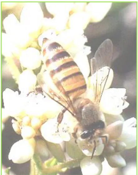 Gambar 1.  Lebah madu (A. cerana Fabr.)          (Sumber : Wikipedia, 2012) 