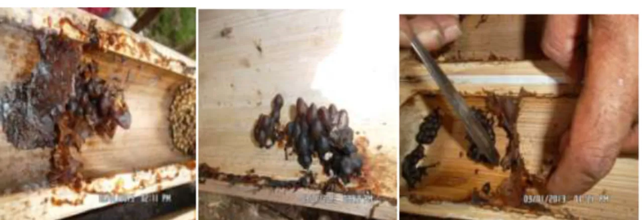 Gambar 3. Produksi Bee Propolis Dari lebah Trigonasp Selama Kegiatan Penelitian Pada                  Jenis Bambu Duri (a), Bambu  Petong (b) dan Bambu Sero (c) 