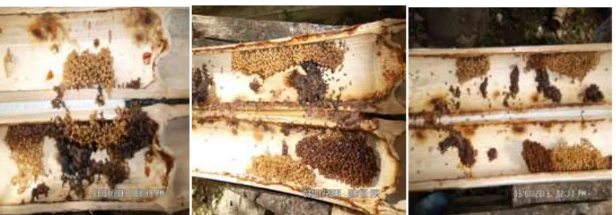 Gambar 4. Produksi Bee Bread Dari lebah Trigona sp Selama Kegiatan Penelitian Pada                   Jenis Bambu Duri (a), Bambu  Petong (b) dan Bambu Sero (c) 