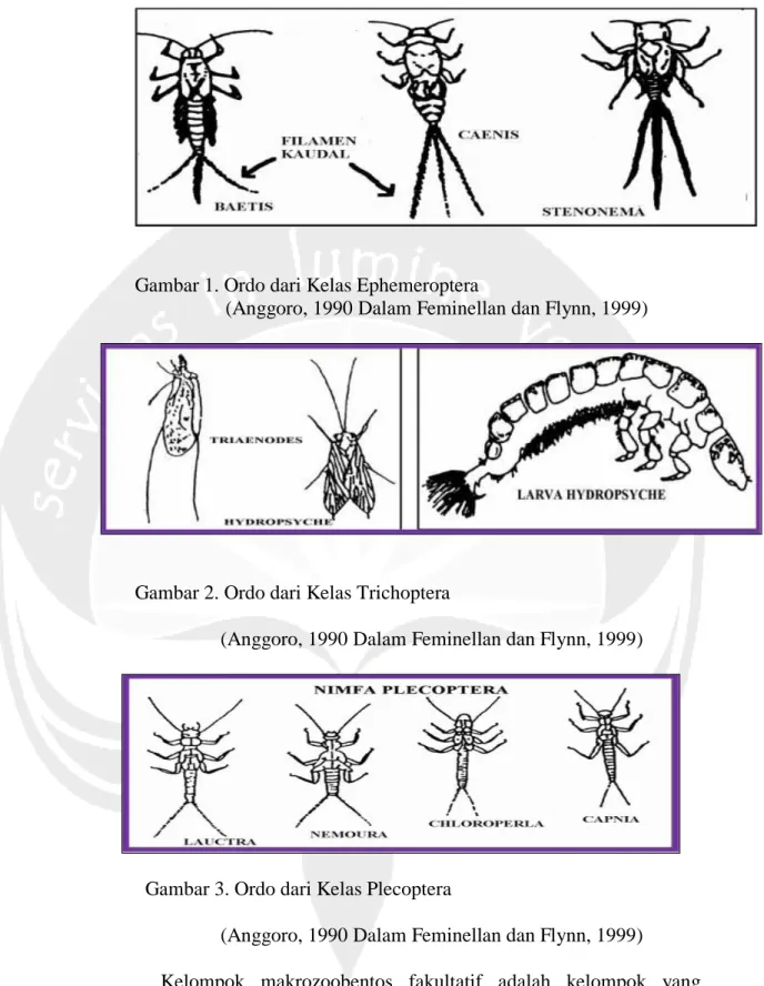 Gambar 1. Ordo dari Kelas Ephemeroptera 