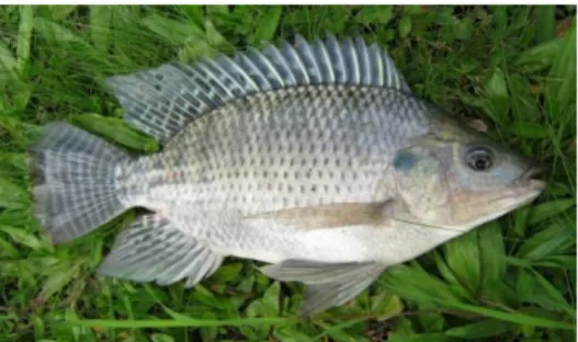 Gambar 1. Ikan Nila O. niloticus (dok pribadi, 2019) 