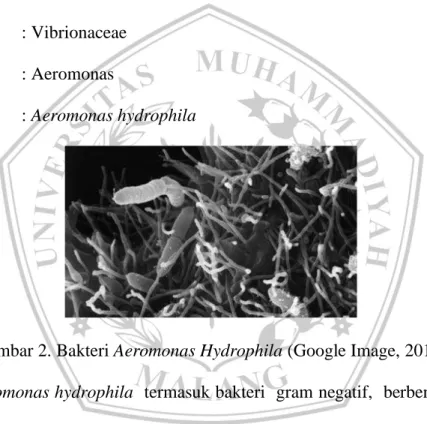 Gambar 2. Bakteri Aeromonas Hydrophila (Google Image, 2019) 