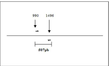 Gambar B.1 Posisi penempelan primer yang didesain pada DNA template. 
