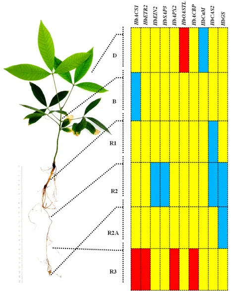 Gambar 9. Profil ekspresi gen dari  Hevea brasiliensis   melalui rasio antara tanaman dalam cekaman  kekeringan dan kontrol