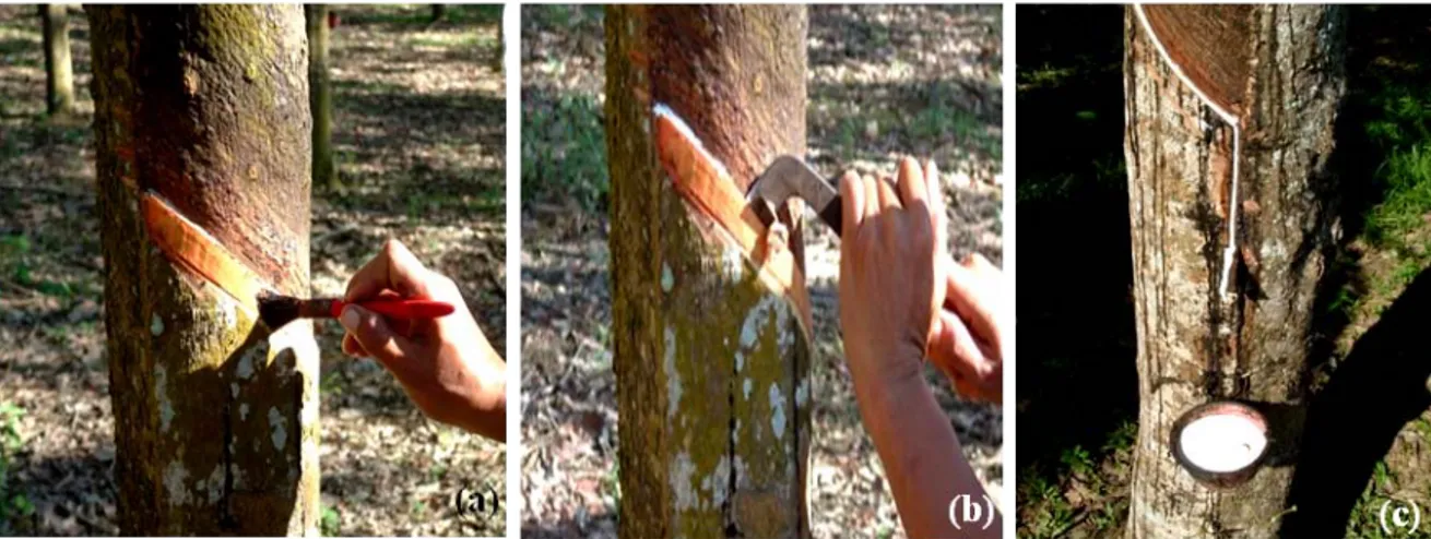 Gambar 1. Cara penyadapan tanaman karet pada umumnya.  (a) stimulasi hormon etilen ; (b)  penyadapan menggunakan pisau sadap ; (c) penampungan lateks