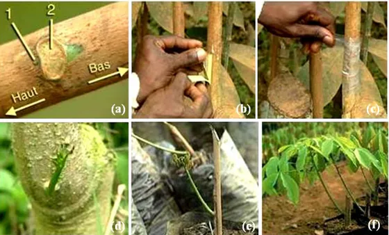 Gambar 6. Perbanyakan vegetatif tanaman karet dengan sistem okulasi. (a) mata tunas aksiler (no