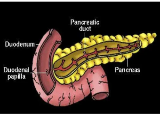 Figure 6 : Struktur morfologi danletak kelenjar Pankreas  Sumber : http://www.pscyh.mgill.ca/courses/342/h&amp;b.htm