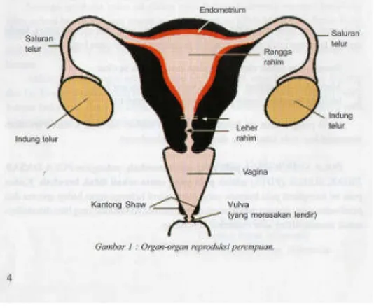 Figure 7 : Struktur morfologi kelenjar ovarium 