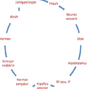 Figure 8 : SKEMA/BAGAN HUBUNGAN SISTEM HORMON DENGAN SISTEM SARAF 