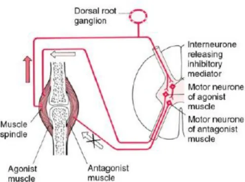 Gambar 2-4: Mekanisme kerja Muscle Energy Technique  (Sumber: Chaitow, 2001) 