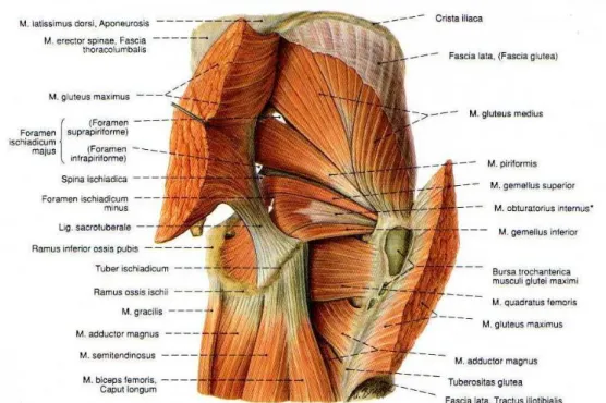 Gambar 2-1: Anatomi otot piriformis  (Sumber: Sobotta, 2006) 
