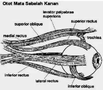 Gambar 1. Otot-otot Ekstra Okuler 