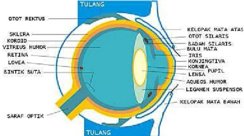 Gambar 1. Struktur bola mata dilihat dari samping  a. Sklera 
