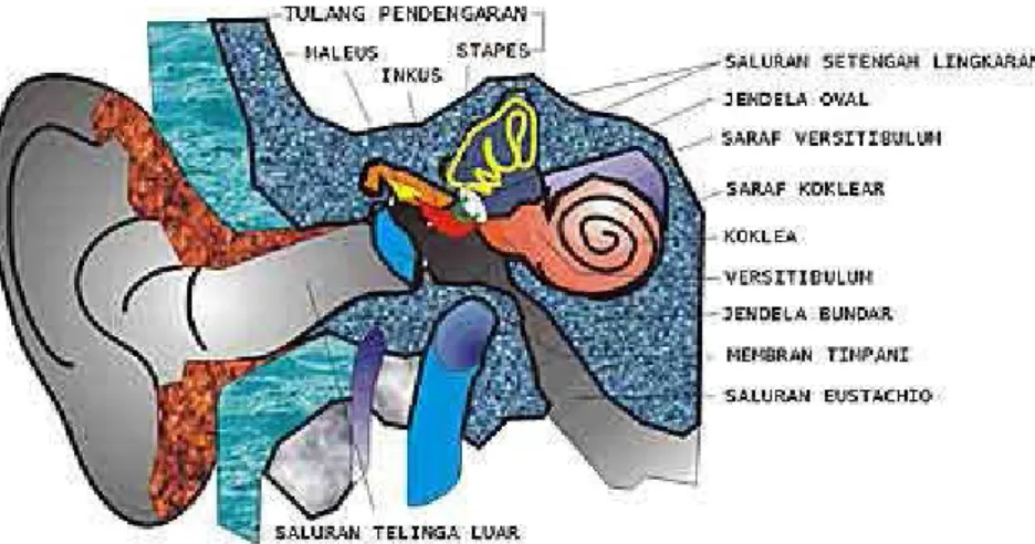 Gambar 4. Struktur telinga pada manusia  b. Telinga tengah 