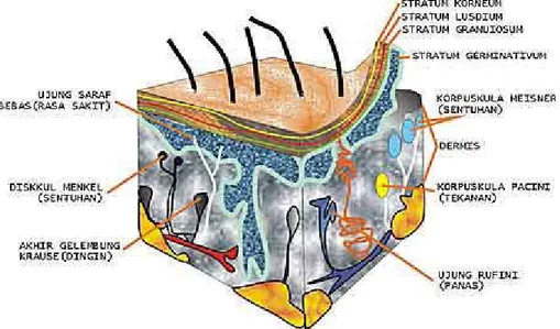 Gambar 6. Penampang kulit manusia beserta reseptor-reseptornya  Penyusun  utama  dari  bagian  dermis  adalah  jaringan  penyokong  yang  terdiri  dari  serat yang berwarna putih dan serat yang berwarna kuning