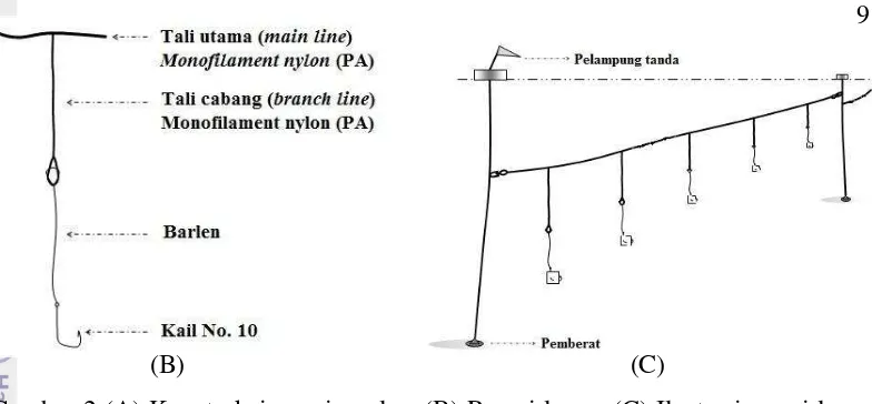 Gambar 2 (A) Konstruksi pancing ulur, (B) Rawai layur, (C) Ilustrasi rawai layur 