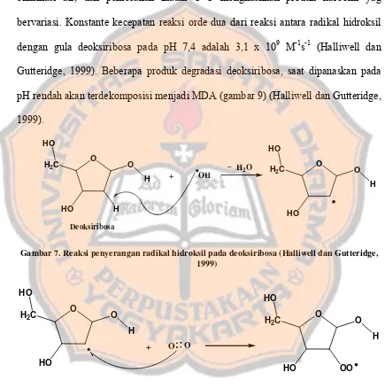 Gambar 7. Reaksi penyerangan radikal hidroksil pada deoksiribosa (Halliwell dan Gutteridge, 