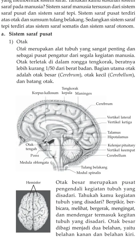 Gambar 3.5 Hemister kanan dan kiri pada otak besar.