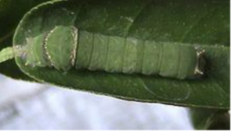 Gambar 2.9. Larva Kupu-kupu Papilio Demoleus kedua  Sumber : pribadi di penangkaran kupu-kupu cihanjuang 