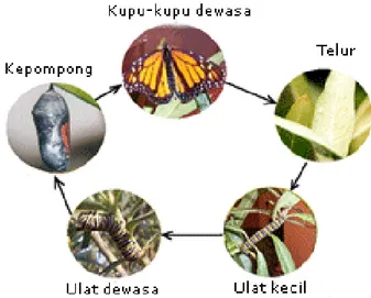 Gambar 2.2. metamorfosis sempurna pada kupu-kupu  Sumber : http://e-smartschool.co.id 