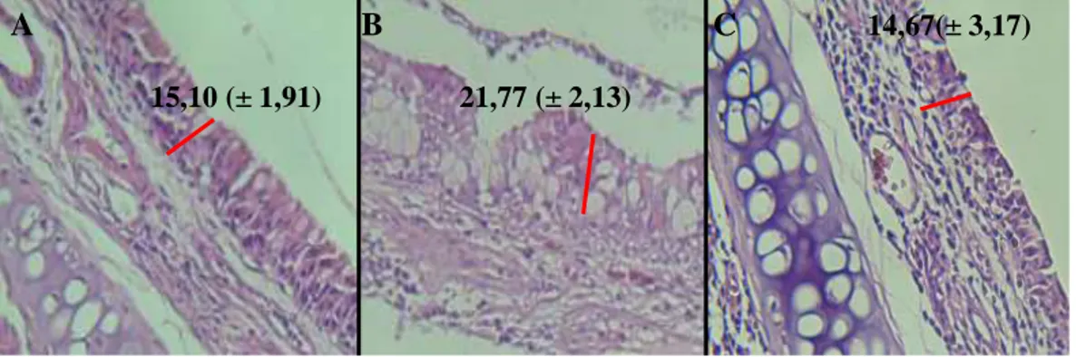 Gambar 9. Perbandingan ketebalan epitel mukosa respiratorius yang melapisi septum  nasal pada perbesaran 400x (µm)