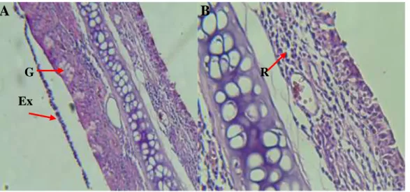 Gambar 8. Histologi mukosa respiratorius nasal Rattus norvegicus kelompok paparan  pengharum gel