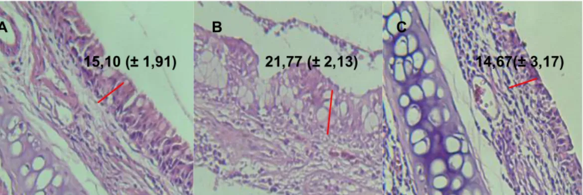Gambar 1. Perbandingan Tebal Epitel Mukosa Respiratorius Nasal (µm) (A) Kelompok Kontrol, dengan Tebal Epitel 15,10 (±  1,91)  µm;  (B)  Kelompok  Paparan  Pengharum  Cair,  dengan  Tebal  Epitel    21,77  (±  2,13)  µm;  (C)  Kelompok
